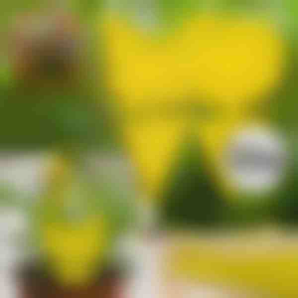 Ragadós légycsapda (10 darab) | BUGILURE