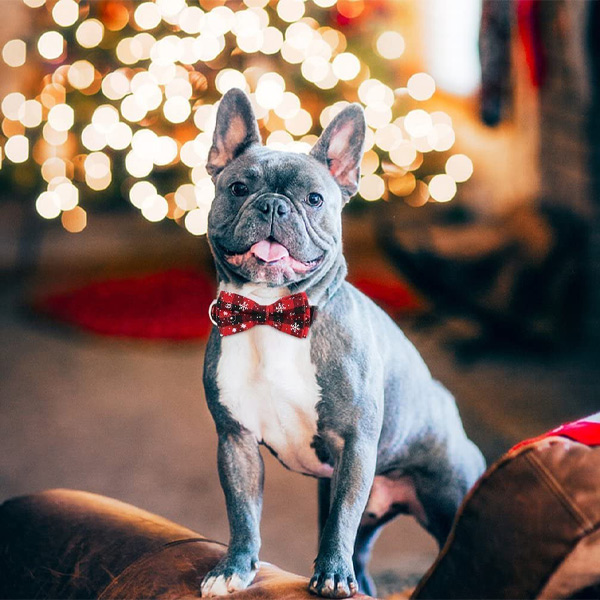 Ünnepi hópehely nyakörv háziállatoknak | DOGICOLLAR